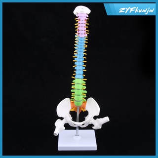 mini 18\\\\\\\'alto modelo de columna vertebral humana modelo de enseñanza profesional con soporte