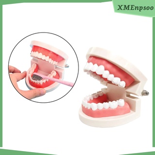 modelo de dientes dentales suministros de enseñanza adulto typodont modelo 28 dientes suave encía