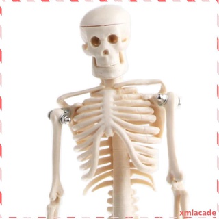 42cm Altamente Detallado Modelo de Esqueleto de Cuerpo Humano para Nios, (8)