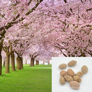 Nueva llegada árbol sakura semillas 10pcs,bonsai flor de cerezo ls*JJ0158 (1)