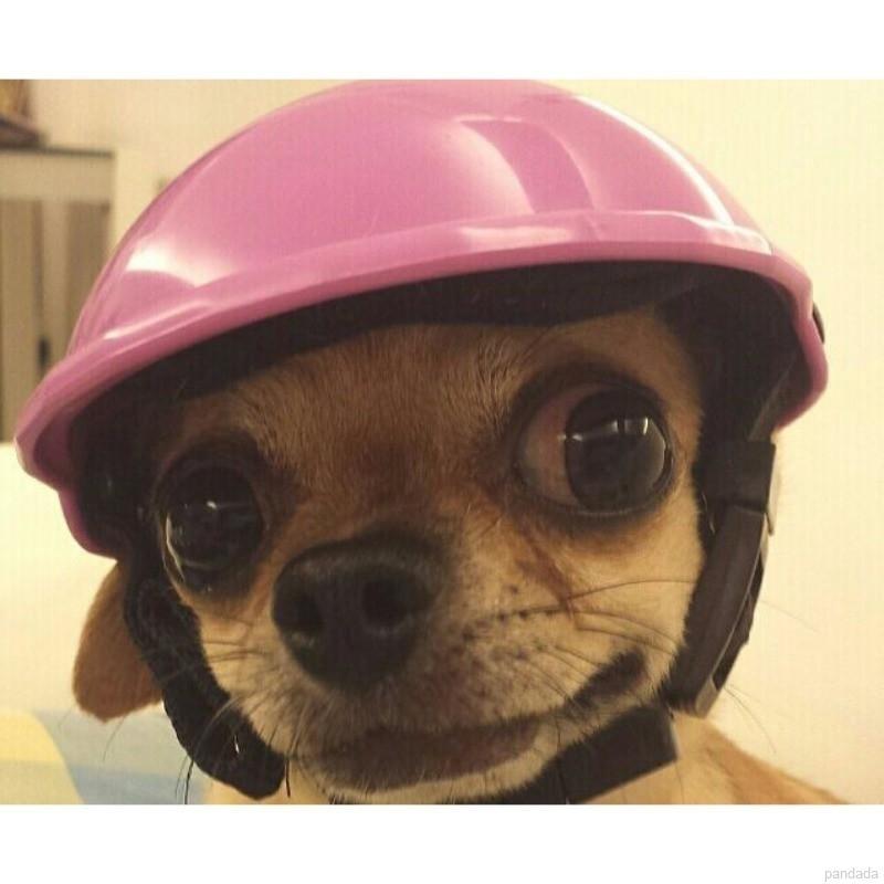 motocicleta proteger para deportes perro gato mascotas seguro sombreros mascotas guapo biker sombrero d