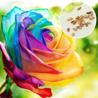 100 unids/bolsa Rare Holland arco iris rosa flor hogar jardín semillas de flores raras semillas de rosas coloridas decoración del hogar regalos creativos (1)