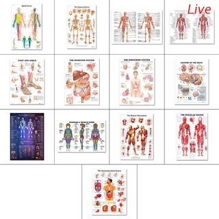Set De pósters anatomicos en Vivo-Laminado-Muscular, Escavador, Respirador, examinador, endelgazante, Lymphatic, Masculino y femenino Sistema De reductivo, Anatomy, Set-19" x 27"