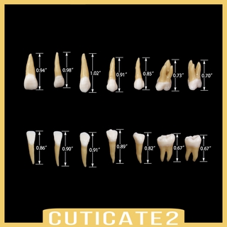 [CUTICATE2] dientes dentales modelo 1:1 demostración permanente de los dientes herramientas de estudio de enseñanza