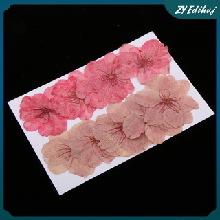10pcs natural prensado flores secas flor de cerezo diy teléfono caso dcor resina