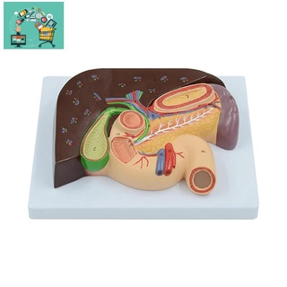 Teaching el Human Pancreas Liver Duodenum Liver and Gallbladder Anatomical el Teaching Internal