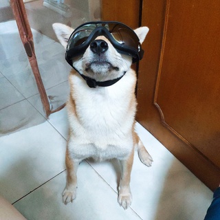 color _gafas de sol para mascotas/perro/lentes de sol a la moda plegables para cachorros/gafas impermeables (1)