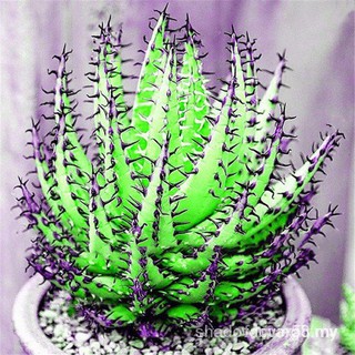 100 pzs semillas de hierbas raras de Aloe Vera multicolor Bonsai cuerpo suculentas jardín hogar qlLK