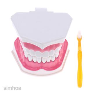 [SIMHOAMY] Modelo De Dientes Dentales Con Extraíbles (28) Anatómico Humano-B (5)