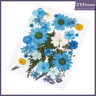 20/30/35 / 40pcs Pressed Flowers Dried Flowers for Crafts Decorating