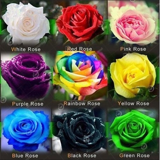 100 pzs//semilla de rosa perenne para plantas, se puede utilizar en jardín/balcón (1)