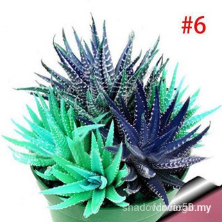 100pc/bolsa de semillas de Aloe Cactus Bonsai plantas suculentas semillas de flores TKRC