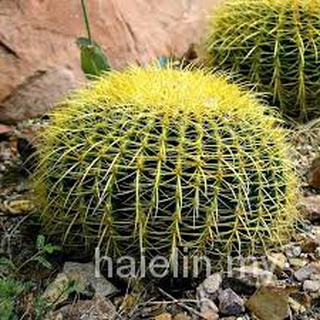 10 pzs semillas de Cactus Bonsai perenne plantas suculentas raras oficina SY014