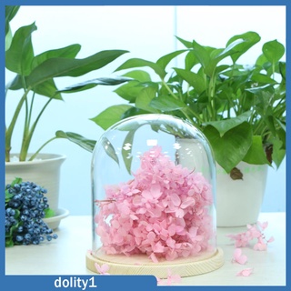[DOLITY1] Cúpula de cristal de madera con Base Cloche cubierta de vidrio florero titular A (3)