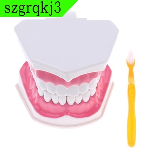 [NANA] 2 modelo de dientes dentales grandes con cepillo de dientes dentista herramienta de enseñanza de higiene Oral