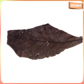 10 hojas de almendras indias de grado premium catappa perfectas para cría y escondite (8)