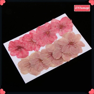 10pcs Natural Pressed Dried Flowers Cherry Blossom DIY Phone Case DCor Resin