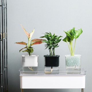 bylstore - taza de riego automático para plantas transparentes de alta calidad, diseño de flores decorativas