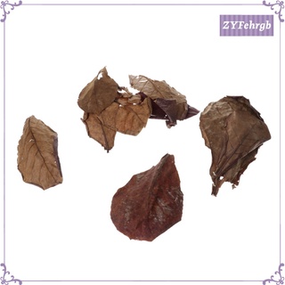 10 hojas de almendras indias catappa betta gouramis camarones fácil de usar (3)