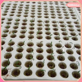 [xmbbbbui] 50 tapones de iniciación de semillas cubos de lana de roca crecen medios de semillas de suelo bloque