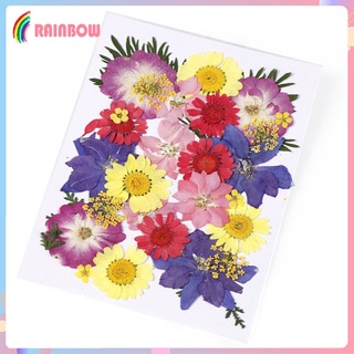 [arco Iris] 20/30/35/40 piezas flores prensadas secas Larkspur flores reales Diy - Color mezclado