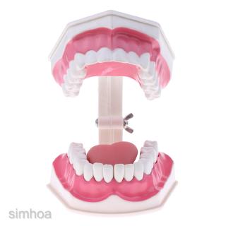 [SIMHOAMY] Modelo De Dientes Dentales Con Extraíbles (28) Anatómico Humano-B (4)