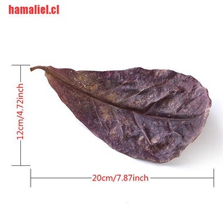 [hamaliel] 10 hojas naturales de Catappa hojas de almendras limpieza de pescado Treatme (6)