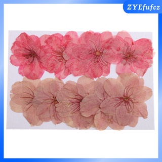 10pcs natural prensado flores secas flor de cerezo diy teléfono caso dcor resina (5)