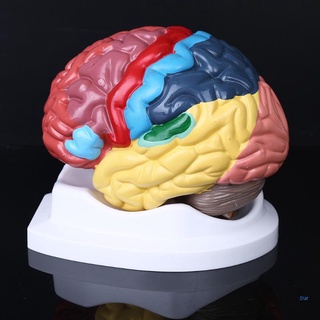 Modelo De Área Funcional Del Cerebro Humano Tamaño De La Vida Anatomía Para La Ciencia Estudio Aula