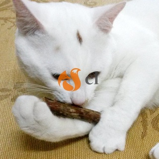 Dorio 25X dientes de limpieza de gato puro Natural Catnip mascota gato Molar pasta de dientes