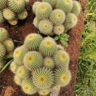 golden delicious semilla de cactus de mono de nariz dorada snub (rhinopithecus roxellana)//100pcs pfkk (1)