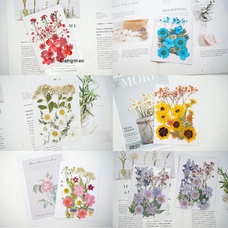 [gangmao] paquete de 6 flores secas reales prensadas naturales flores secas coloridas flores secas. (5)