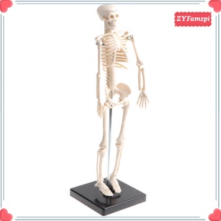 42cm PVC Humano Niños Cuerpo Esqueleto Modelo Conjunto Anatómico Juguete Educativo