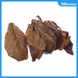 10 hojas de almendras indias de grado premium catappa (4)
