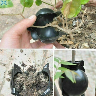 ball plant rooting boxes injerto root device pp plástico cerraduras de seguridad nuevo (8)