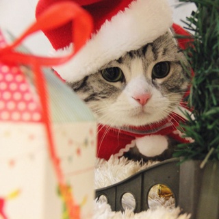 Disfraces De Navidad Para Mascotas , Sombreros Bufanda , Invierno , Tocado , Ropa De Perro (4)