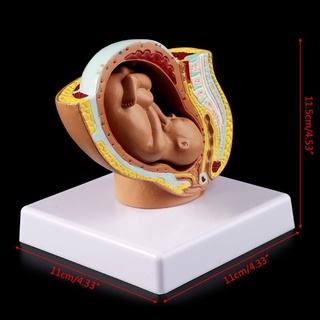 iglesia 9o mes bebé feto feto embarazo embarazo humano embarazo desarrollo fetal modelo médico (5)