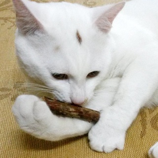 25 dientes de limpieza de gato puro natural catnip mascota gato molar pasta de dientes (1)