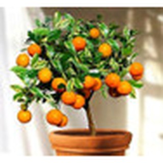 20 pzas/bolsa naranja semillas De trepación De naranjas semillas De árbol Bonsai De Frutas orgánicas Como maceta De árbol De navidad Para el hogar Planta jardín (1)