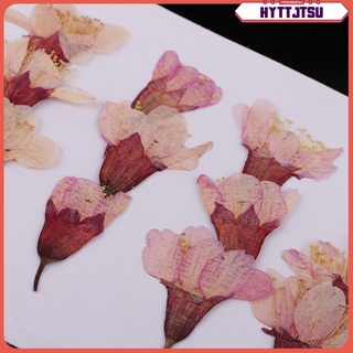 12 pzs Flores Secas naturales Sakura DIY manualidades Arte De recortes (3)