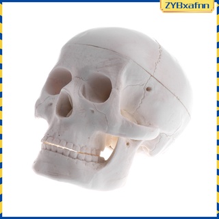 anatomía anatómica humana cráneo cabeza músculo modelo hueso sida enseñanza