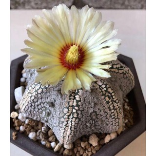 500 pzs/paquete de semillas de Cactus suculentas de jardín Bonsai plantas ncux (6)