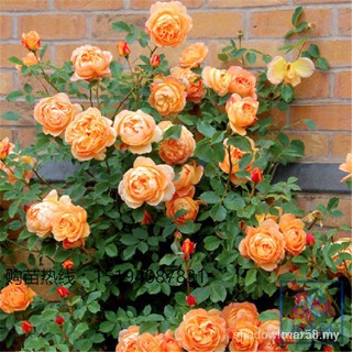 20 pzs semillas de flores de rosa Charlotte mariquita variedades plantas de jardín Zzqe UjHx (1)