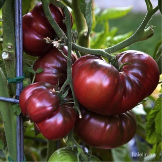 Tomato'black Cream' (Solanum Lycopersicum) reliquia, 20 semillas (1)