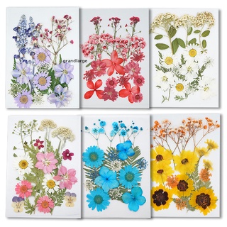 [grandlarge] paquete de 6 flores secas reales prensadas naturales flores secas coloridas flores secas (2)
