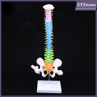 mini 18\\\\\\\'alto modelo de columna vertebral humana modelo de enseñanza profesional con soporte (1)