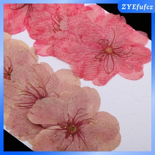 10pcs natural prensado flores secas flor de cerezo diy teléfono caso dcor resina (7)