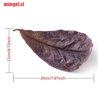 mimgo1: 10 hojas naturales de catappa, hojas de almendras, limpieza de pescado (6)