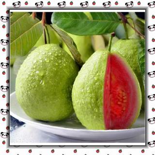 30 pzs semillas de bonsái de verduras/semillas de guayaba orgánicas de psidio/frutas/semillas de Guajava zquf (1)