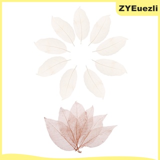 100 piezas de hojas de esqueleto de magnolia natural, diseño de tarjetas, decoración de scrapbooking